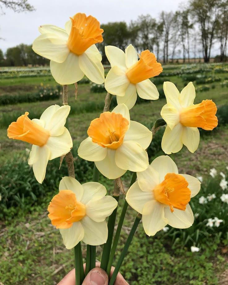 Harmony Blossom Overture